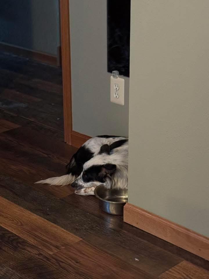 Cheyenne, a Adoptable mixed breed image 5/6