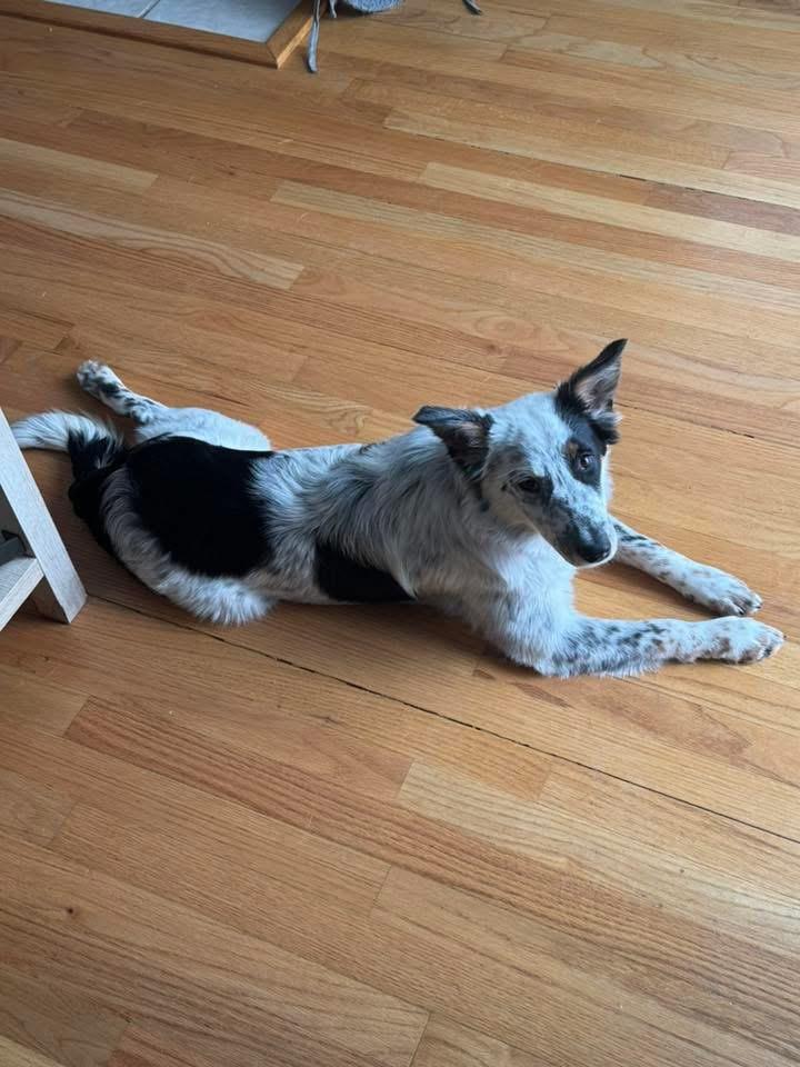 Cheyenne, a Adoptable mixed breed image 6/6