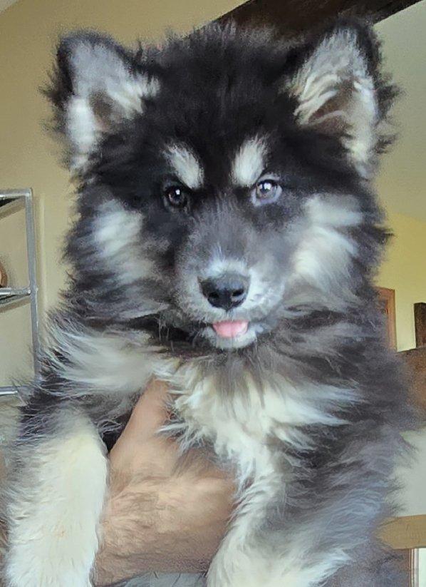 Girona, ADOPTABLE, Puppy Female Siberian Husky.