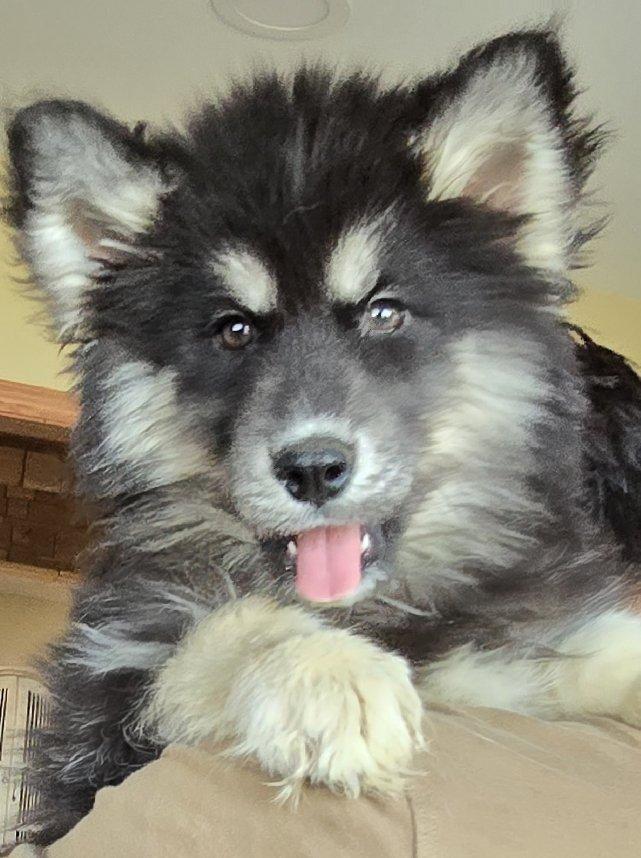 Enlarge Girona, a ADOPTABLE Siberian Husky in Mouth of Wilson, VA image 2/2