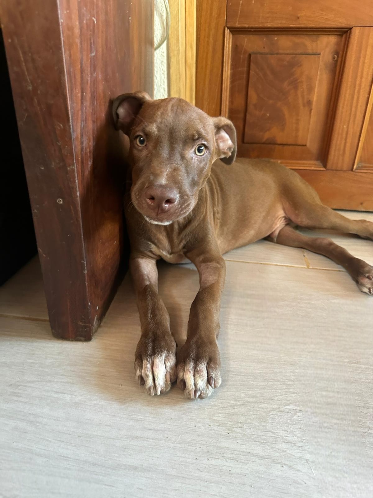 Dog for adoption Triton, a Mixed Breed in Kelowna, BC Petfinder