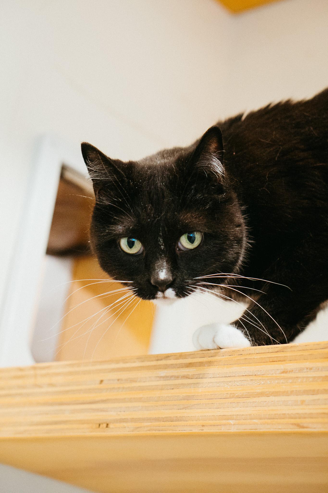 Lexi, Adult Female unknown