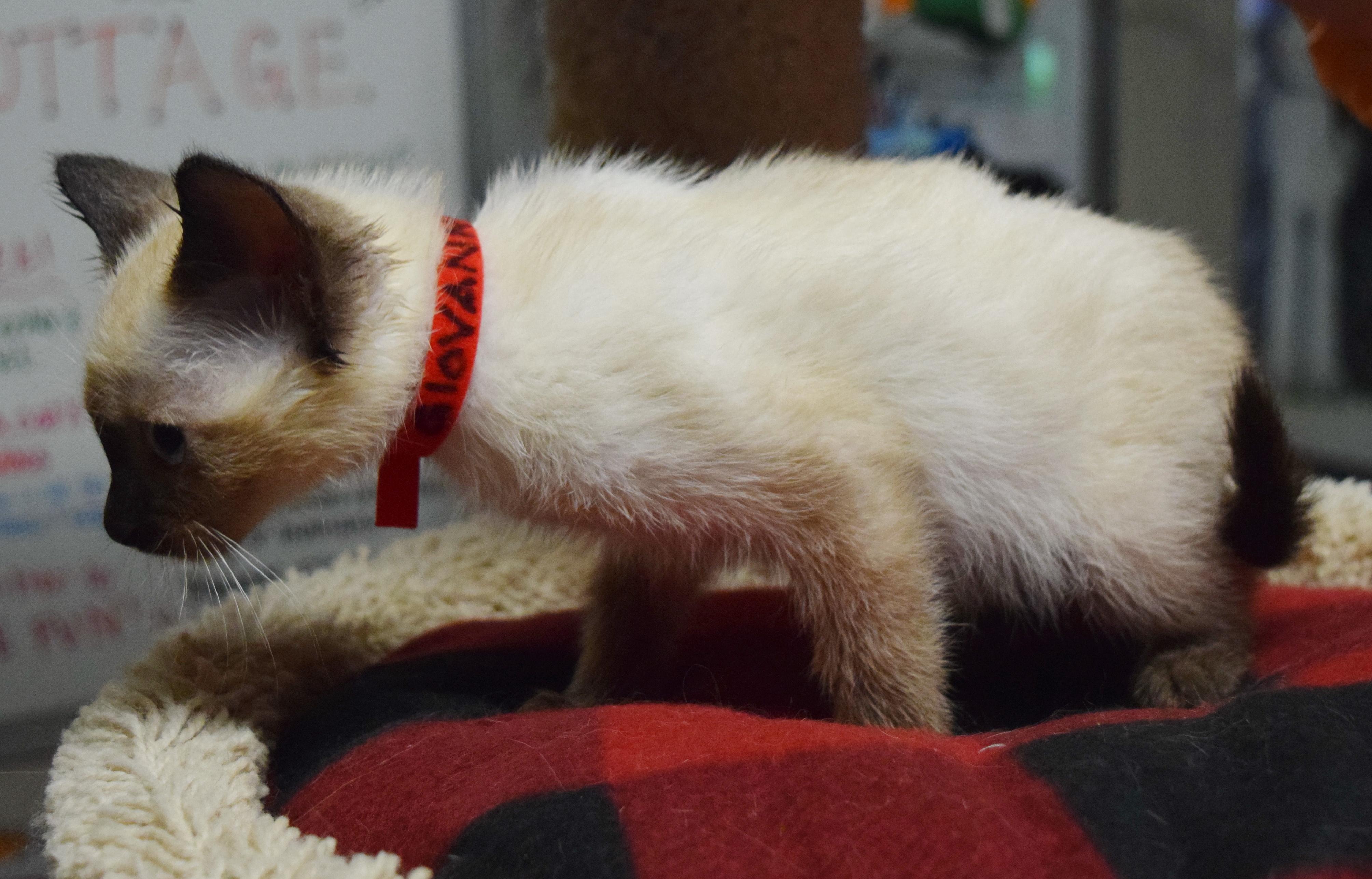 Giovanni, an adopted mixed breed in Bulverde, TX image 2/5