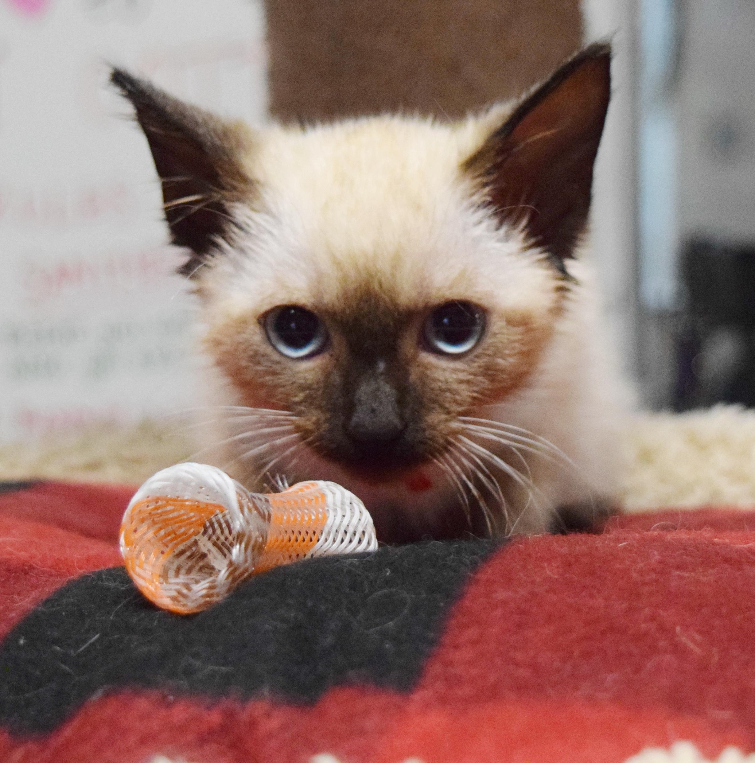 Giovanni, an adopted mixed breed in Bulverde, TX image 3/5