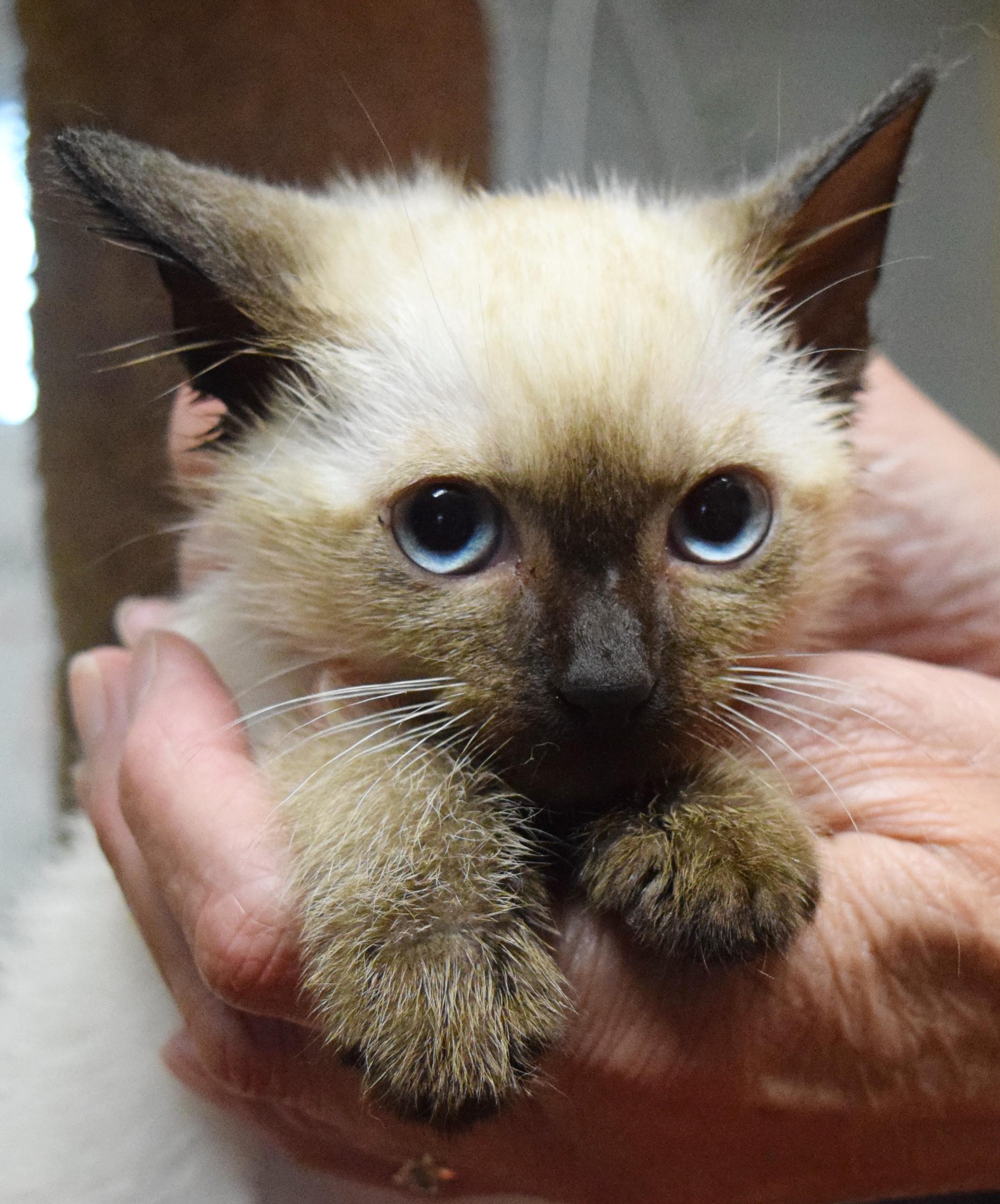 Giovanni, an adopted mixed breed in Bulverde, TX image 5/5