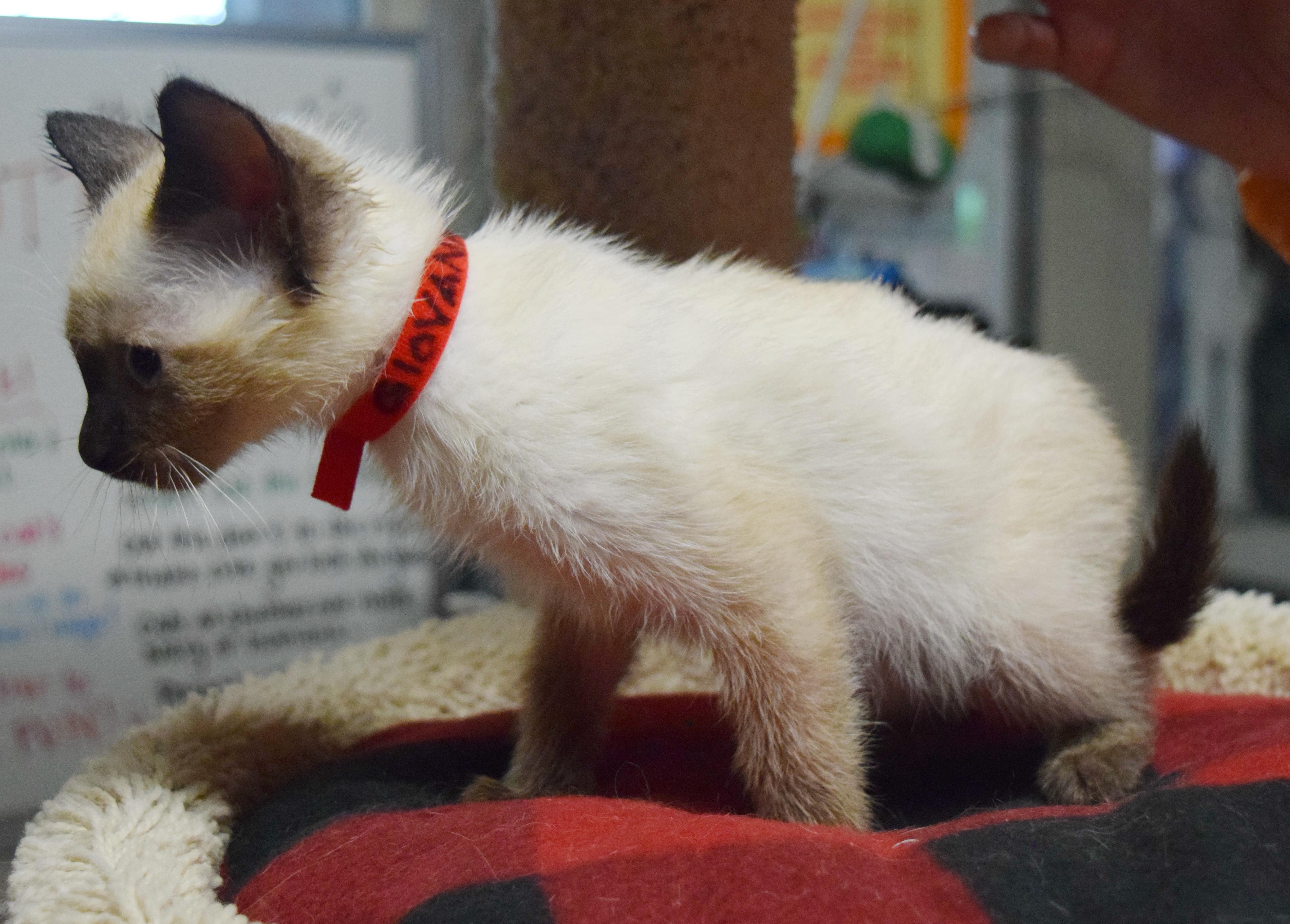 Giovanni, an adopted mixed breed in Bulverde, TX image 4/5