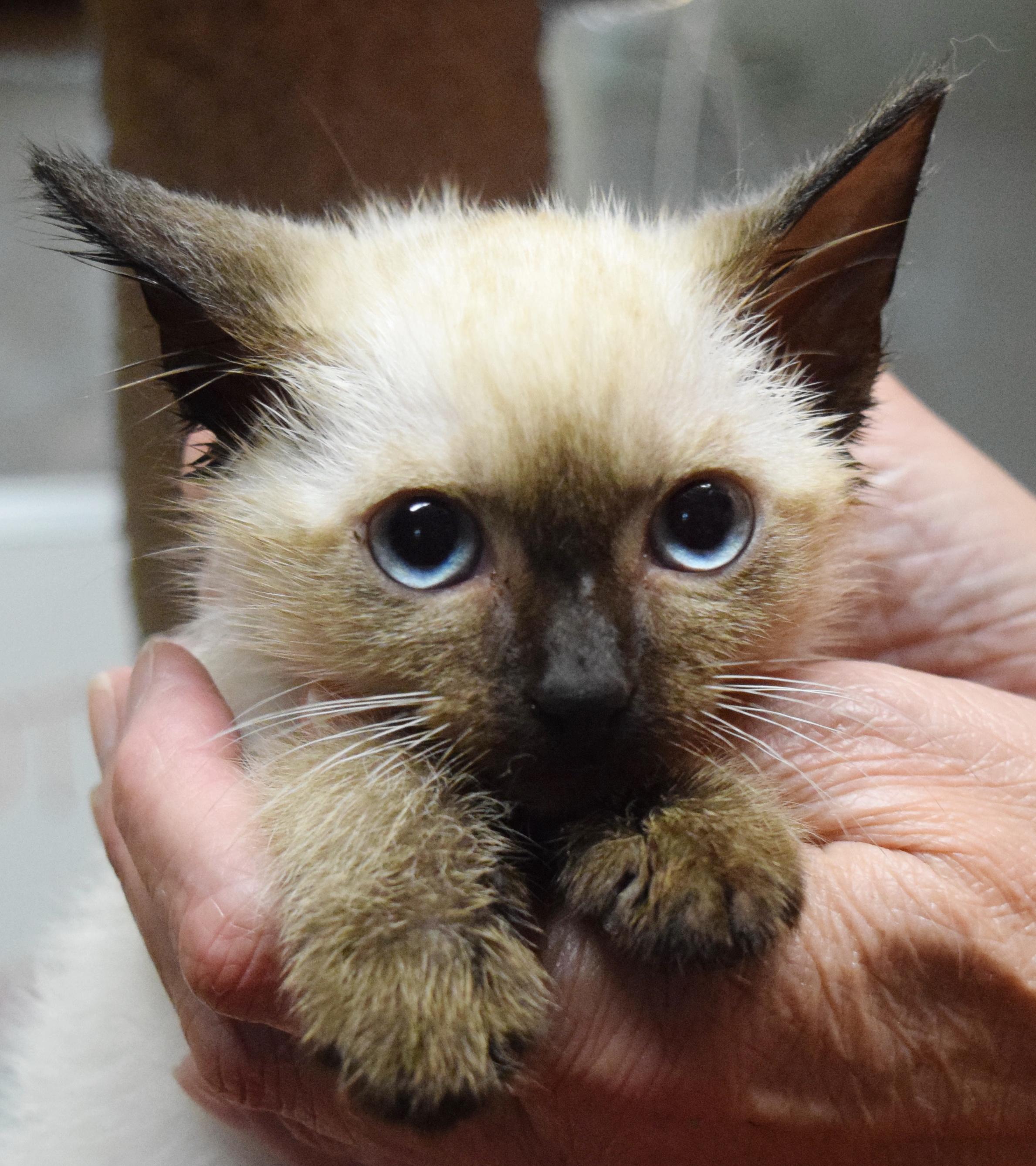 Giovanni, adopted, Kitten Male Siamese.
