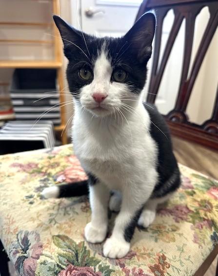Enlarge Lewis, an adopted Tuxedo in Bentonville, AR image 3/3