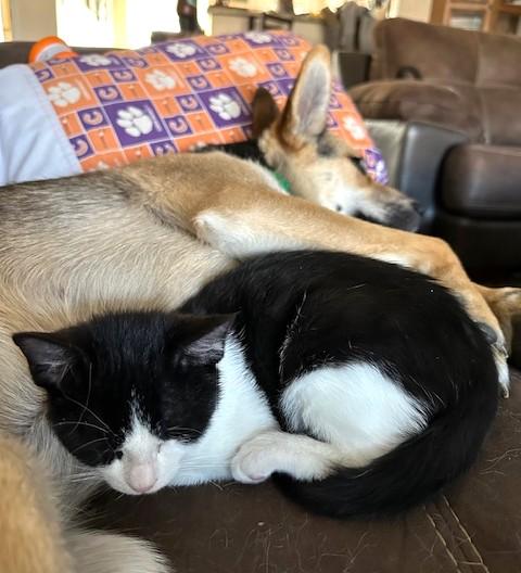 Enlarge Lewis, an adopted Tuxedo in Bentonville, AR image 2/3