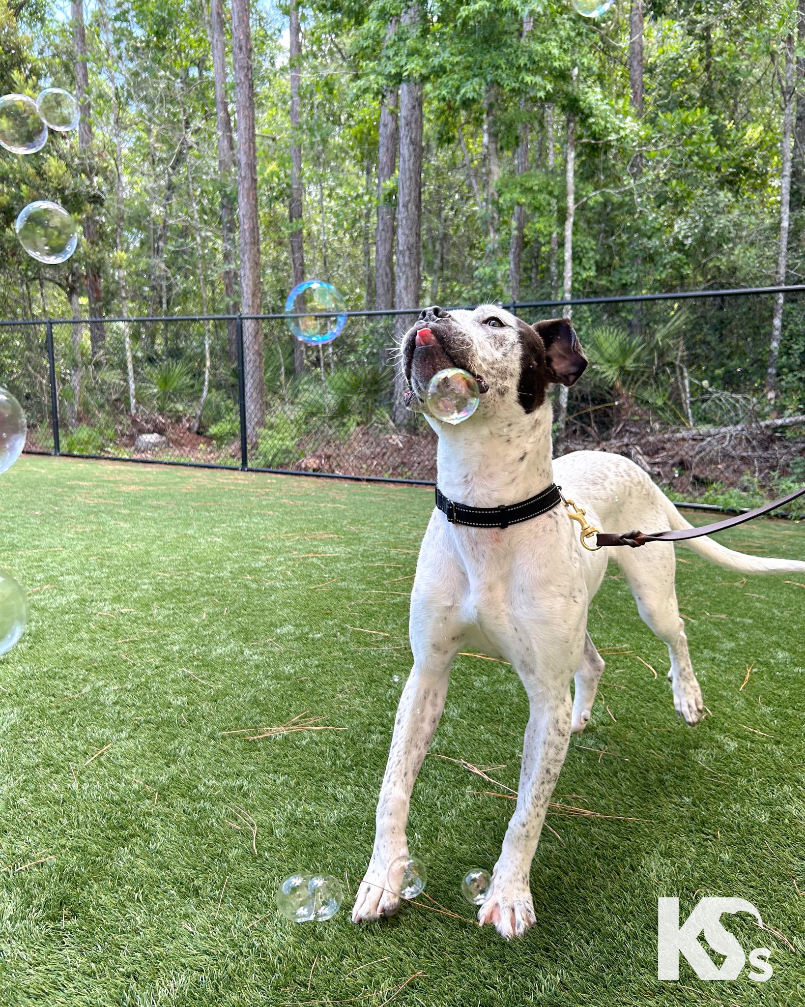 Versace, an adopted mixed breed in Ponte Vedra, FL image 5/6