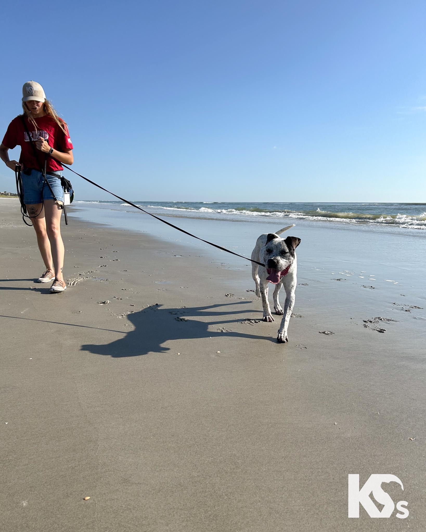 Versace, an adopted mixed breed in Ponte Vedra, FL image 3/6
