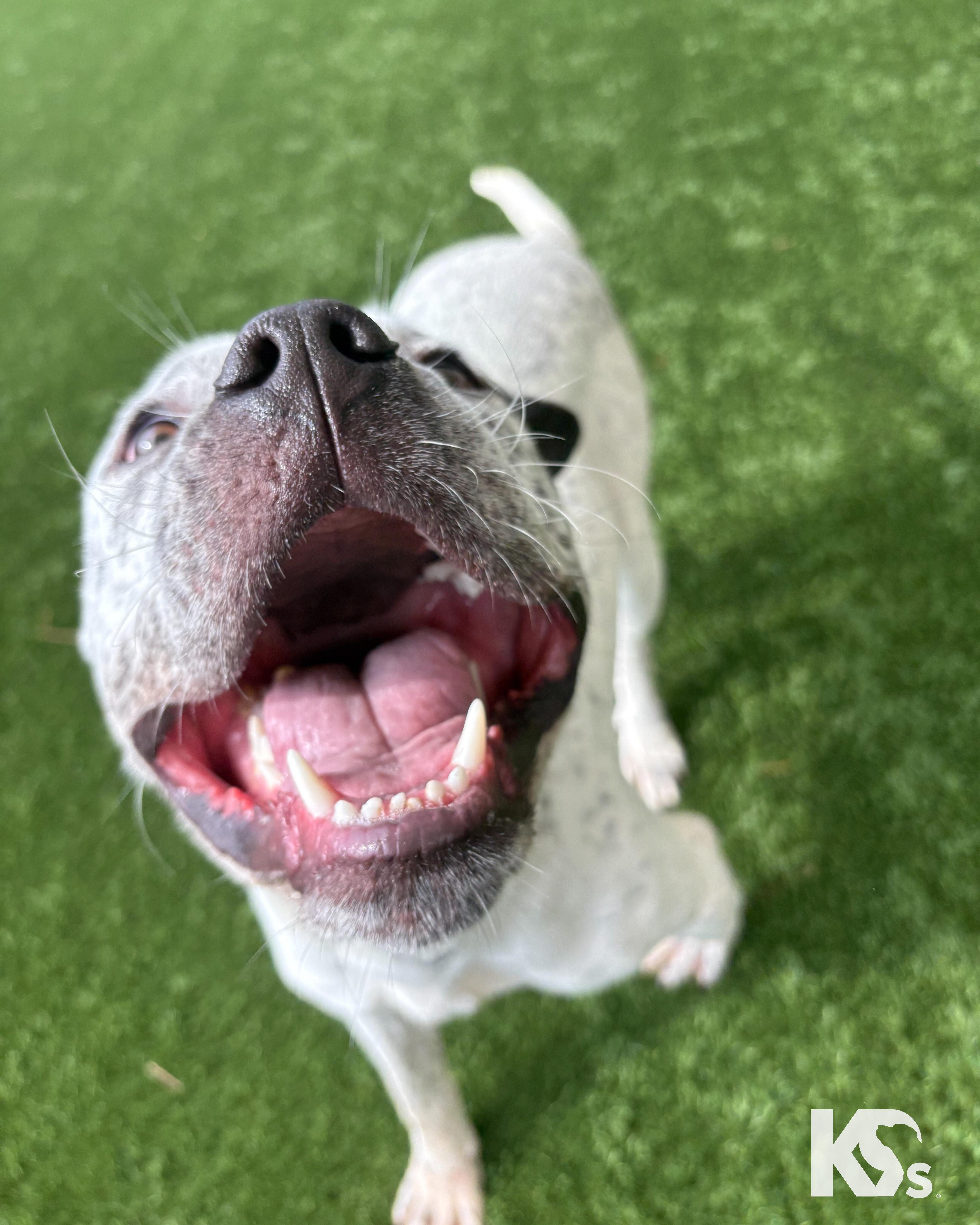 Versace, an adopted mixed breed in Ponte Vedra, FL image 2/6