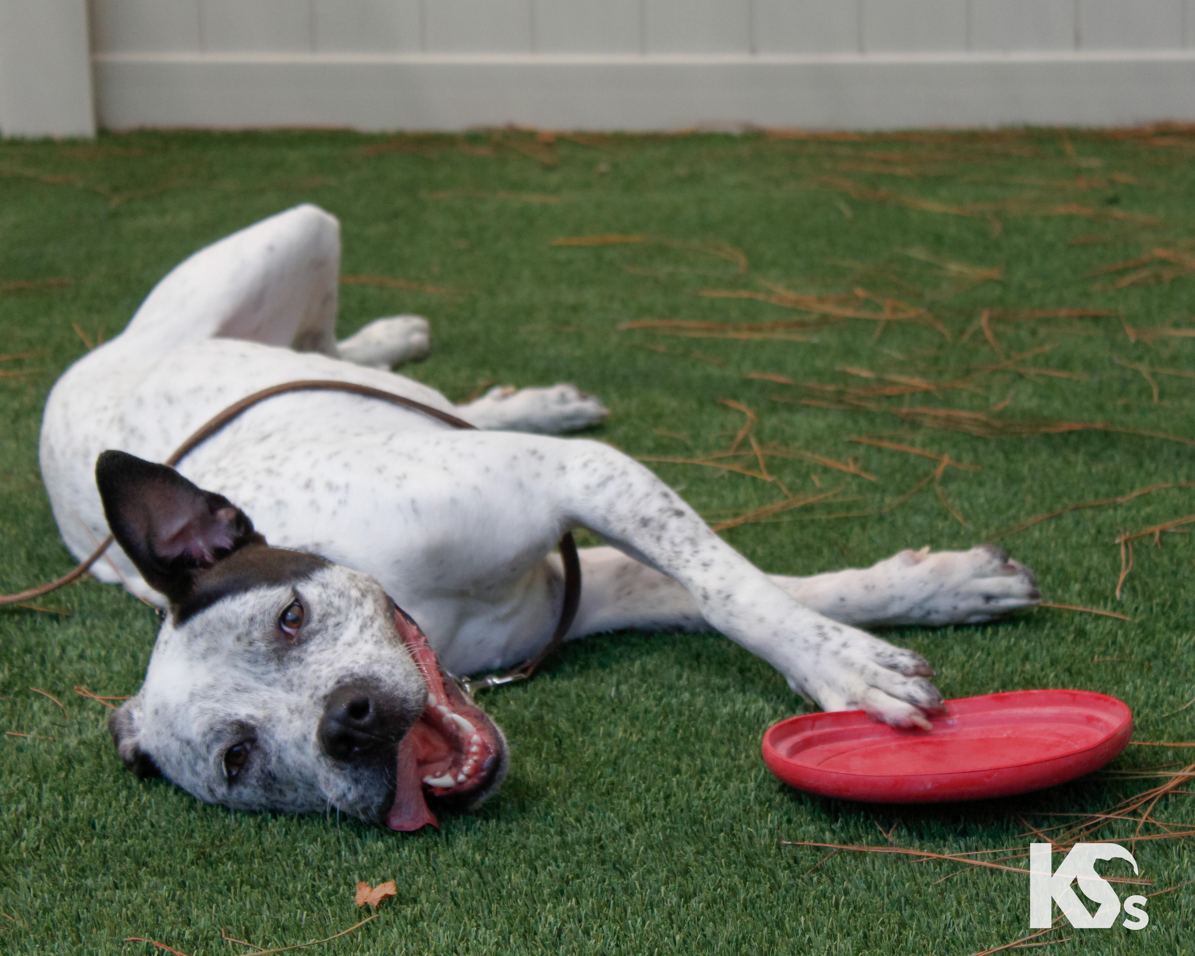 Versace, an adopted mixed breed in Ponte Vedra, FL image 6/6