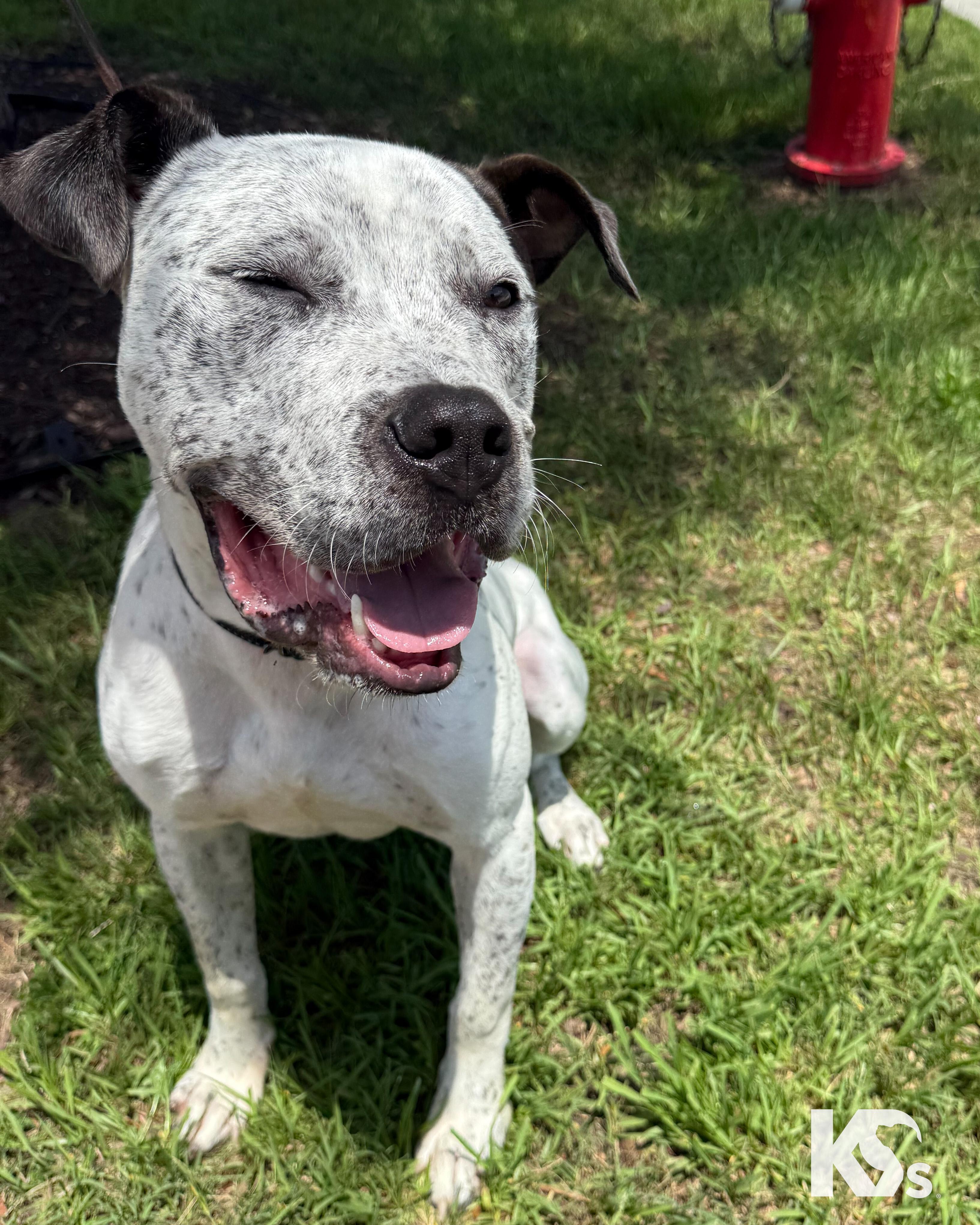 Versace, adopted, Young Male Australian Cattle Dog / Blue Heeler & American Staffordshire Terrier.