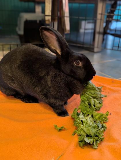 Enlarge Frida, a Adoptable Bunny Rabbit in Montreal, QC image 1/3
