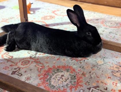 Enlarge Frida, a Adoptable Bunny Rabbit in Montreal, QC image 2/3