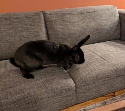 Enlarge Frida, a Adoptable Bunny Rabbit in Montreal, QC image 3/3