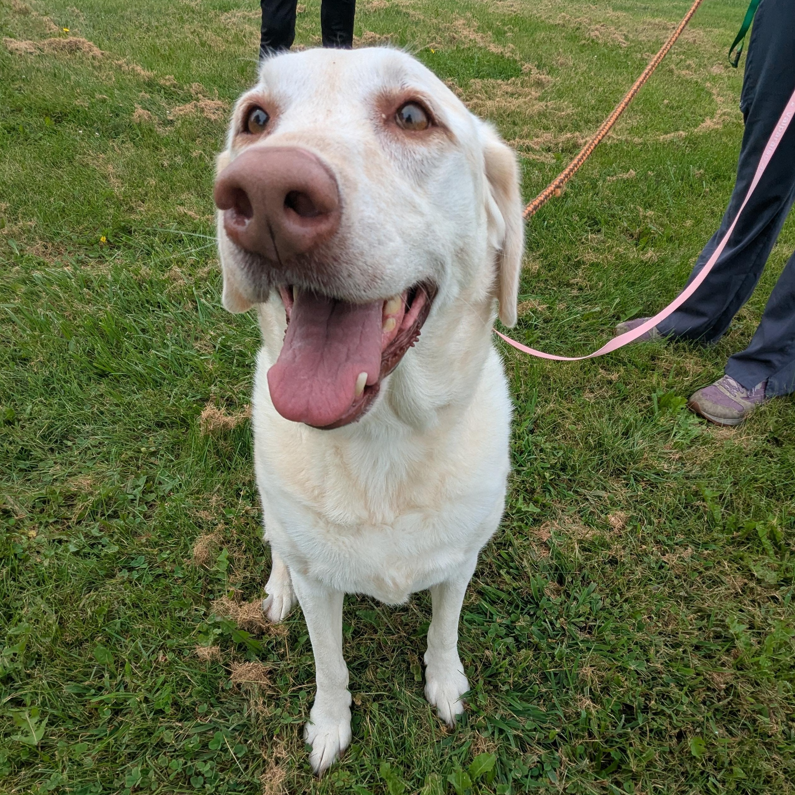 Enlarge Bella, a ADOPTABLE Labrador Retriever in Valparaiso, IN image 1/3