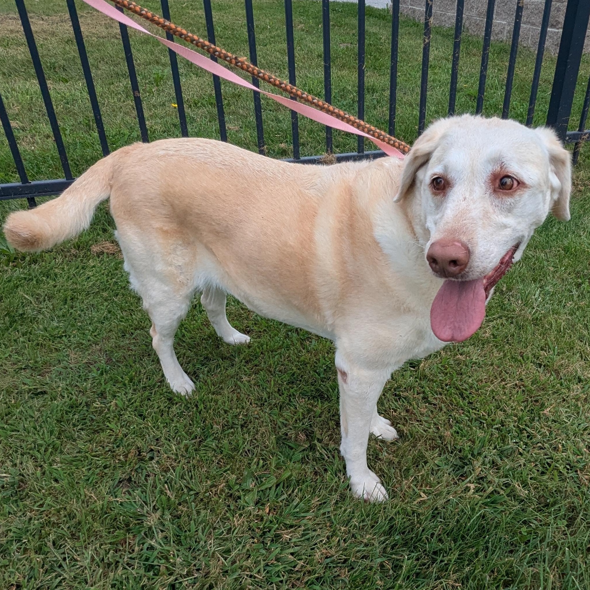 Enlarge Bella, a ADOPTABLE Labrador Retriever in Valparaiso, IN image 3/3