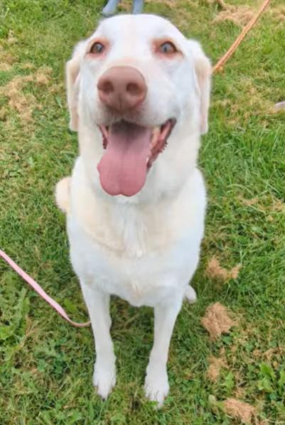 Enlarge Bella, a ADOPTABLE Labrador Retriever in Valparaiso, IN image 2/3