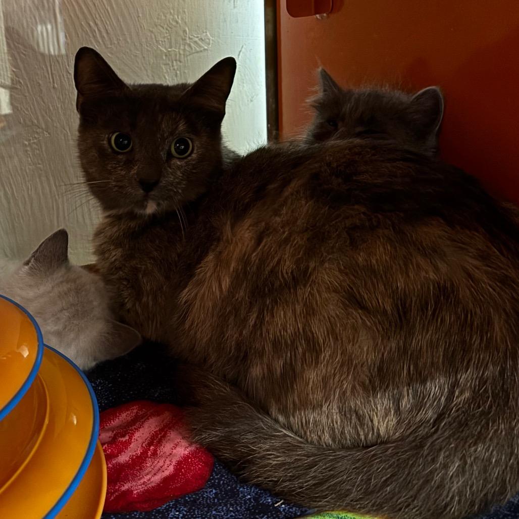 Tuna Melt, Adoptable, Adult Female Domestic Short Hair.