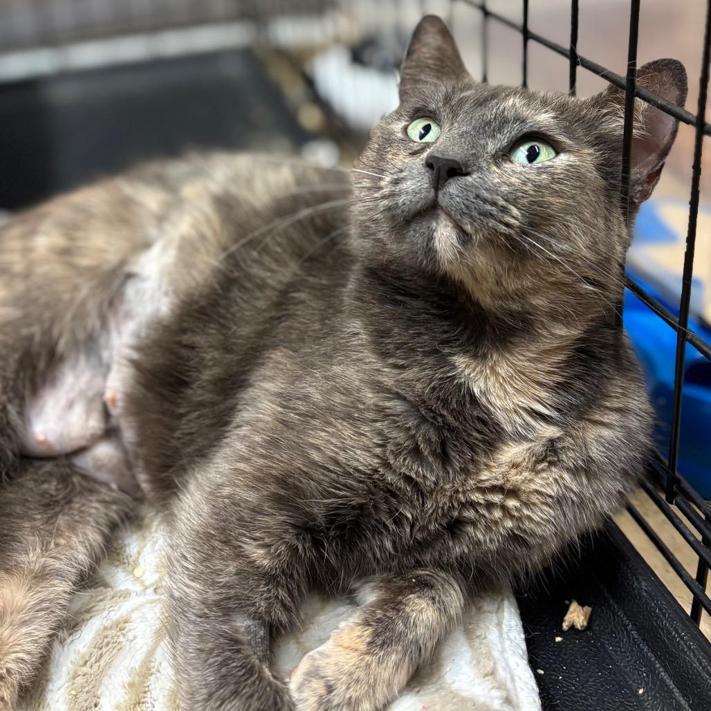 Enlarge Tuna Melt, a Adoptable Domestic Short Hair in Morgan Hill, CA image 2/3