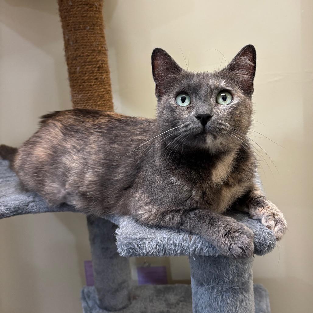 Enlarge Tuna Melt, a Adoptable Domestic Short Hair in Morgan Hill, CA image 3/3