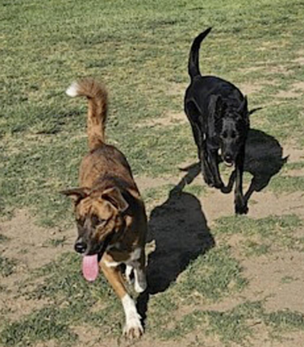 Puppy — thumbnail 4