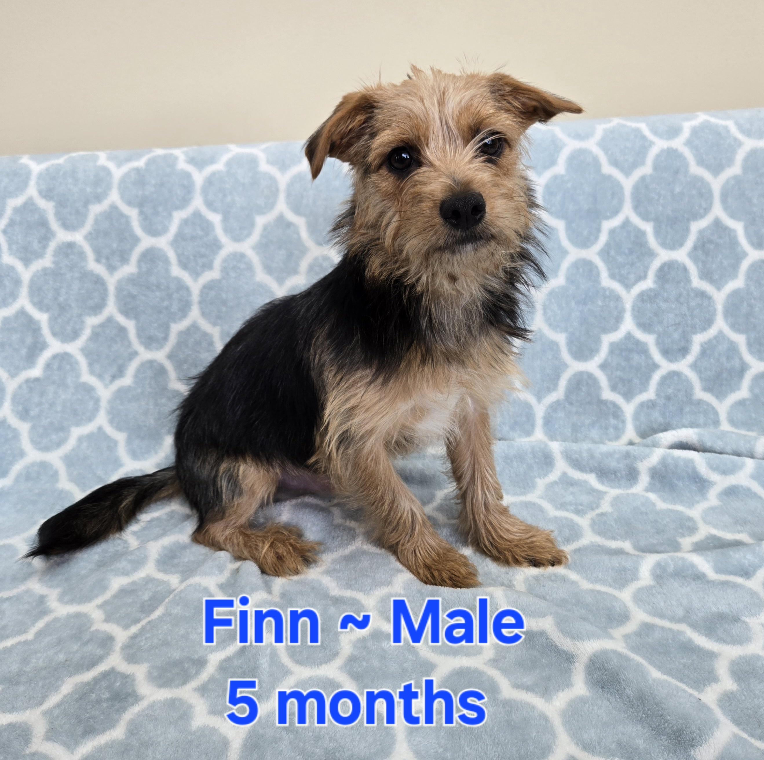 Finn