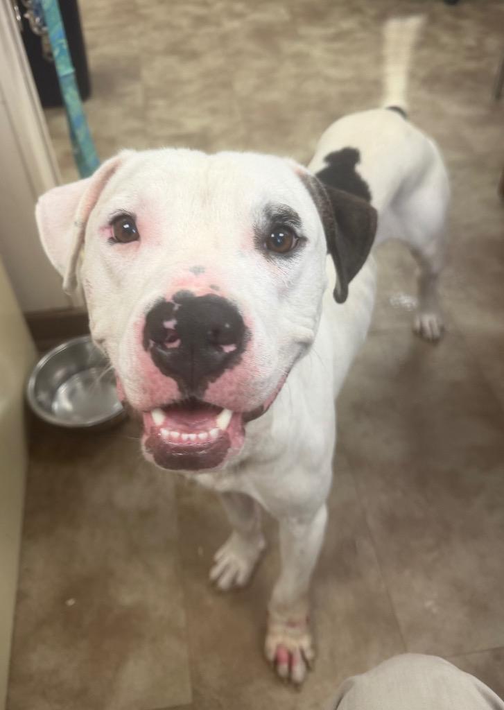 Enlarge Sammich, a Adoptable Pit Bull Terrier in Springfield, OH image 1/1