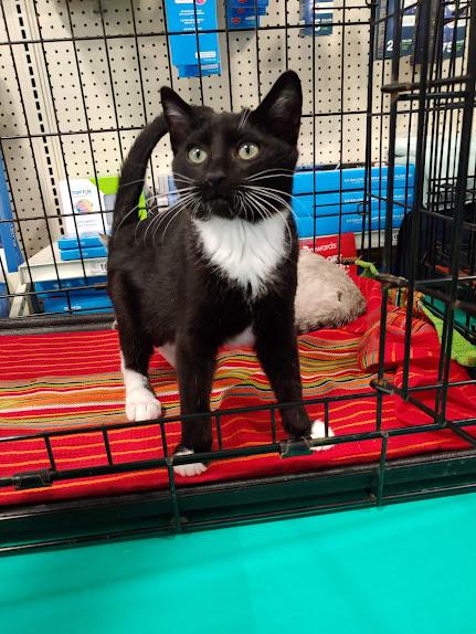 Dino, adopted, Kitten Male Domestic Short Hair.