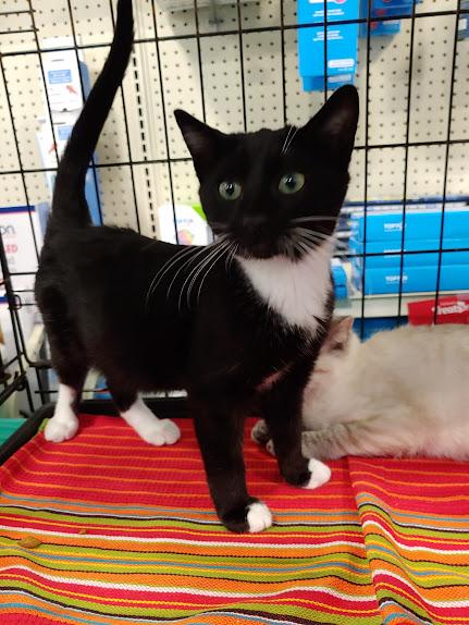 Enlarge Dino, an adopted mixed breed in Fischer, TX image 3/3