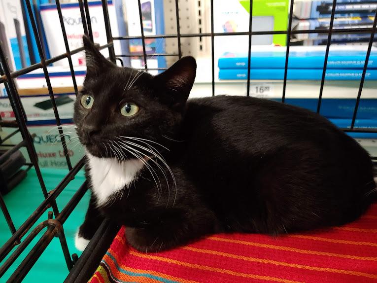 Enlarge Dino, an adopted mixed breed in Fischer, TX image 2/3