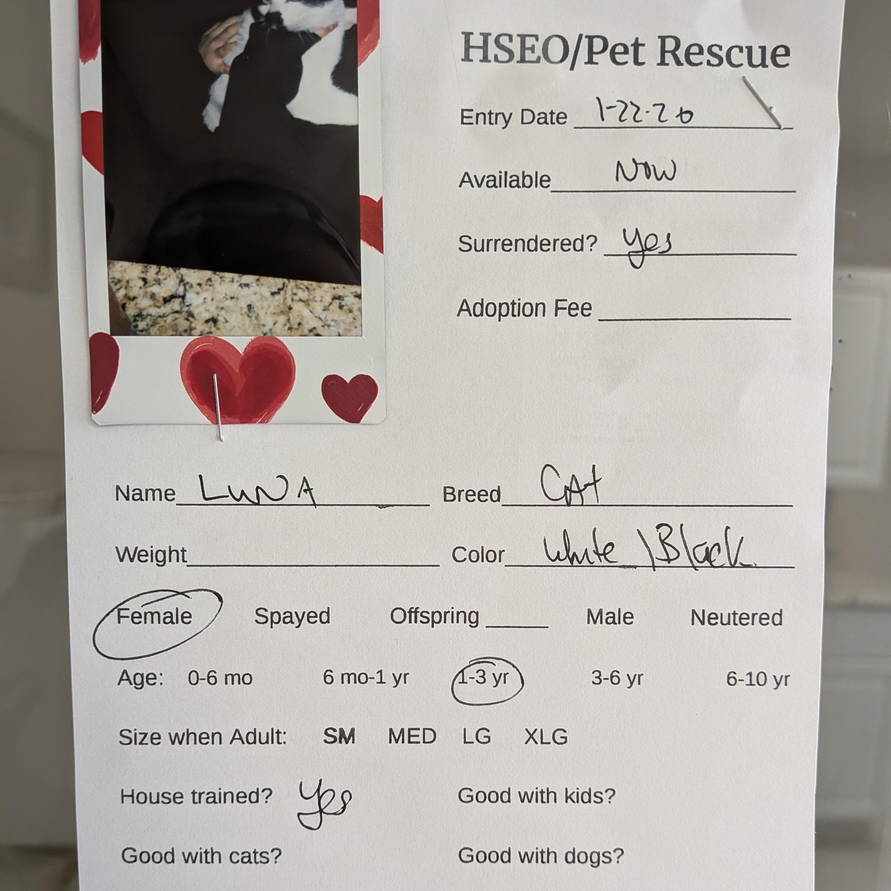 Enlarge Luna, a ADOPTABLE Domestic Short Hair in Hermiston, OR image 2/2