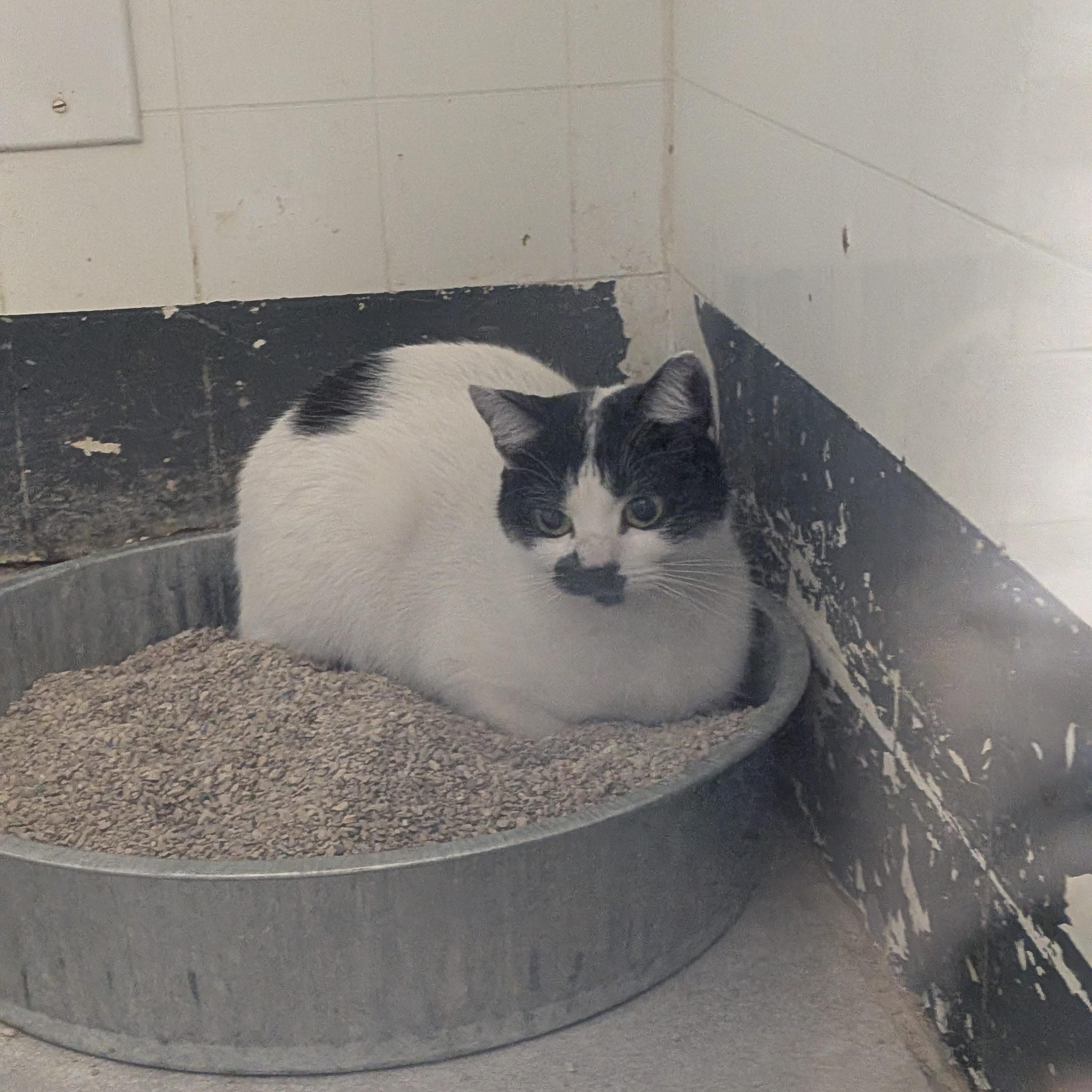 Enlarge Luna, a ADOPTABLE Domestic Short Hair in Hermiston, OR image 1/2