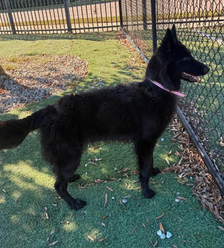 Saba, Adoptable, Puppy Female German Shepherd Dog.