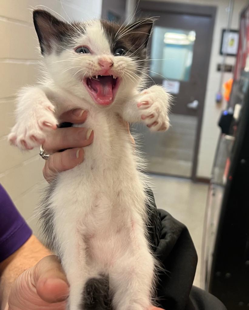 RICKY BOBBY, Adoptable, Kitten Male Domestic Medium Hair.