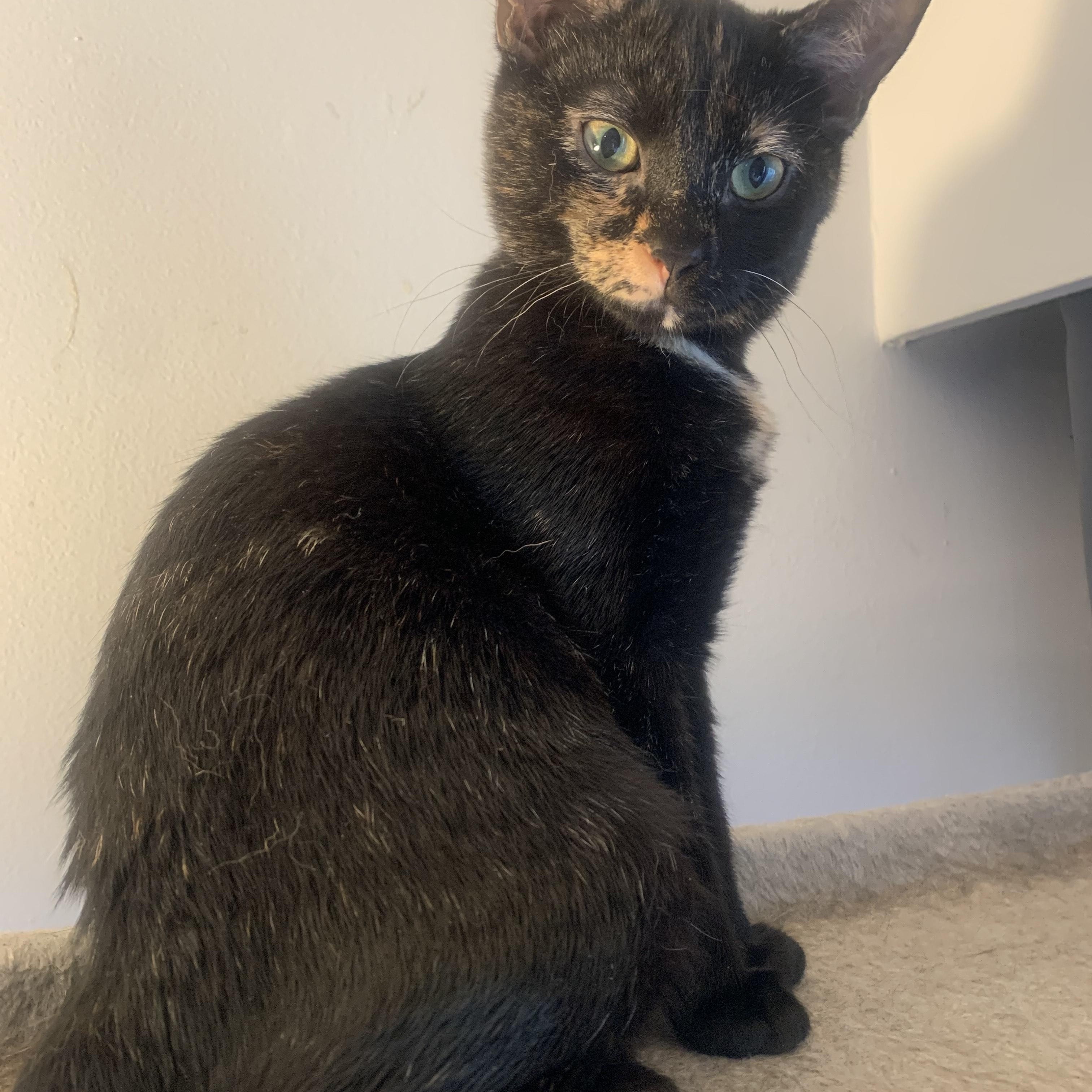 Primrose, Adoptable, Kitten Female Domestic Short Hair.