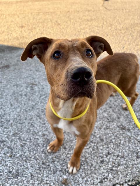Enlarge ARCANE, a Adoptable Pit Bull Terrier in Indianapolis, IN image 1/1