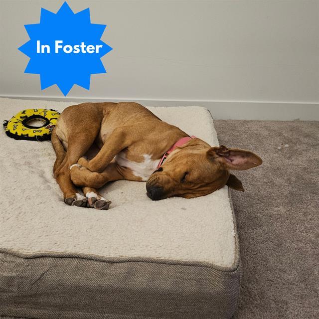 Enlarge ARCANE, a Adoptable Pit Bull Terrier in Indianapolis, IN image 1/1