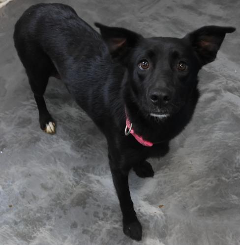Orea, Adoptable, Adult Female Labrador Retriever.