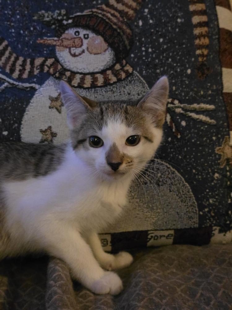 Shawarma — thumbnail 2