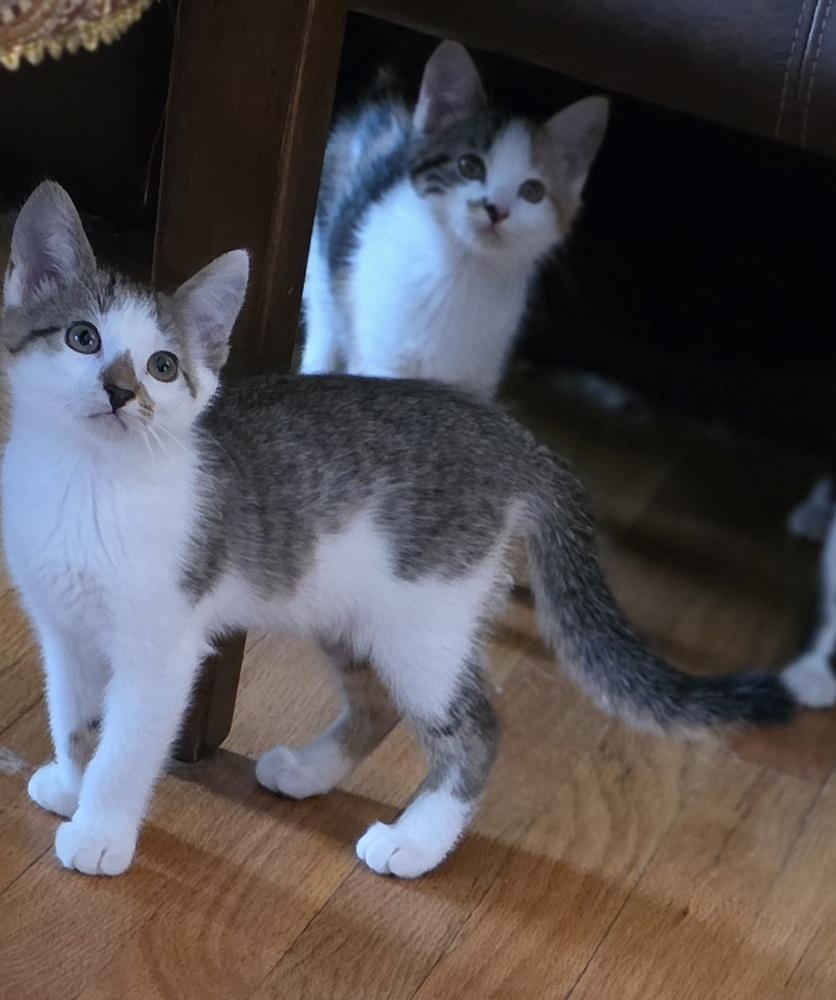 Shawarma — thumbnail 3