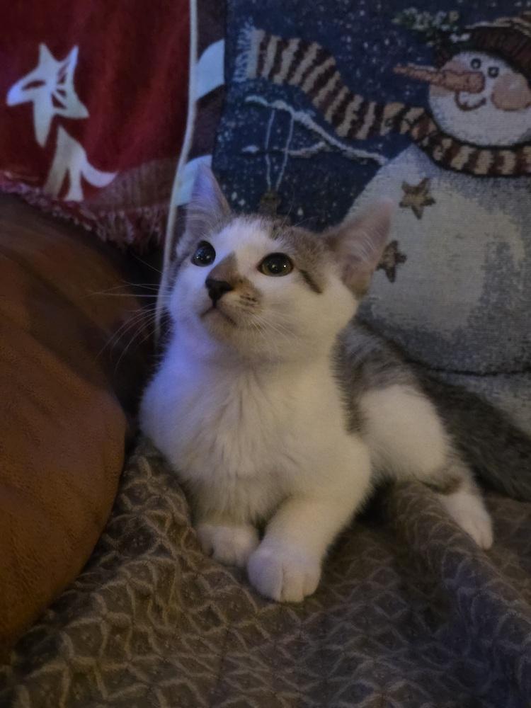 Shawarma — thumbnail 4