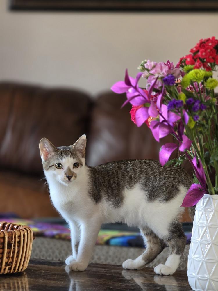 Shawarma — thumbnail 5