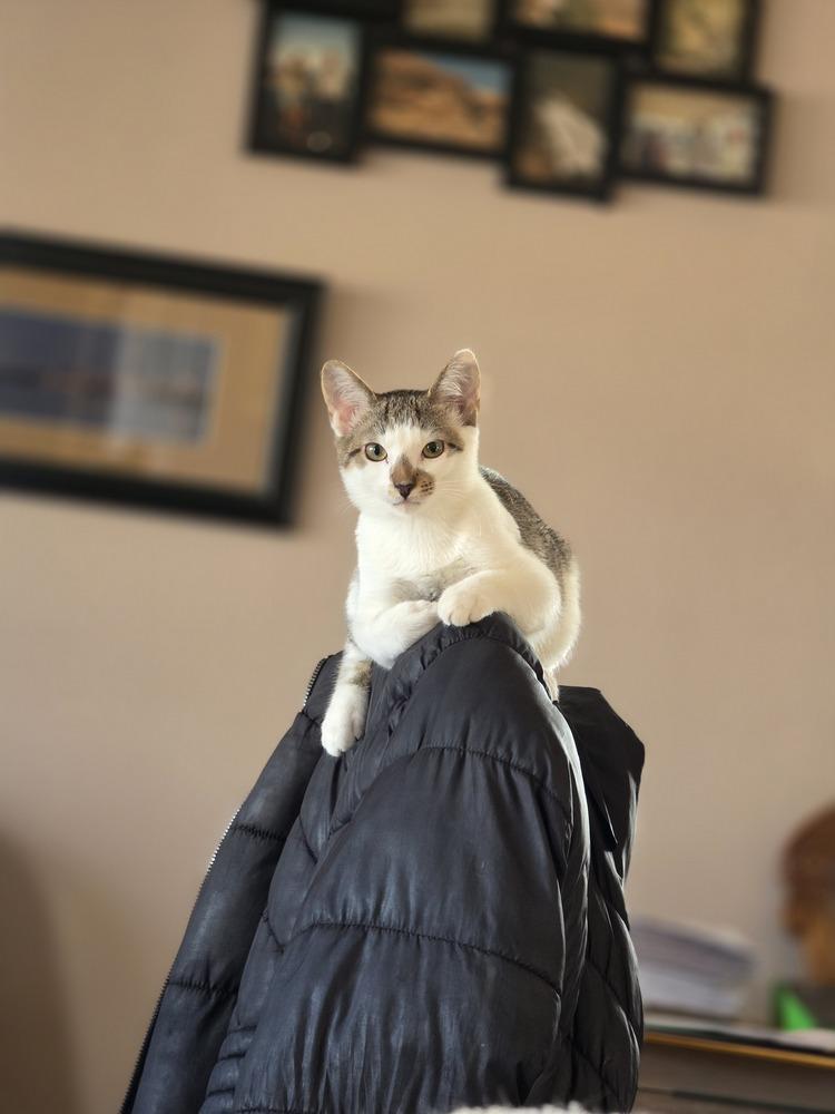 Shawarma — thumbnail 6