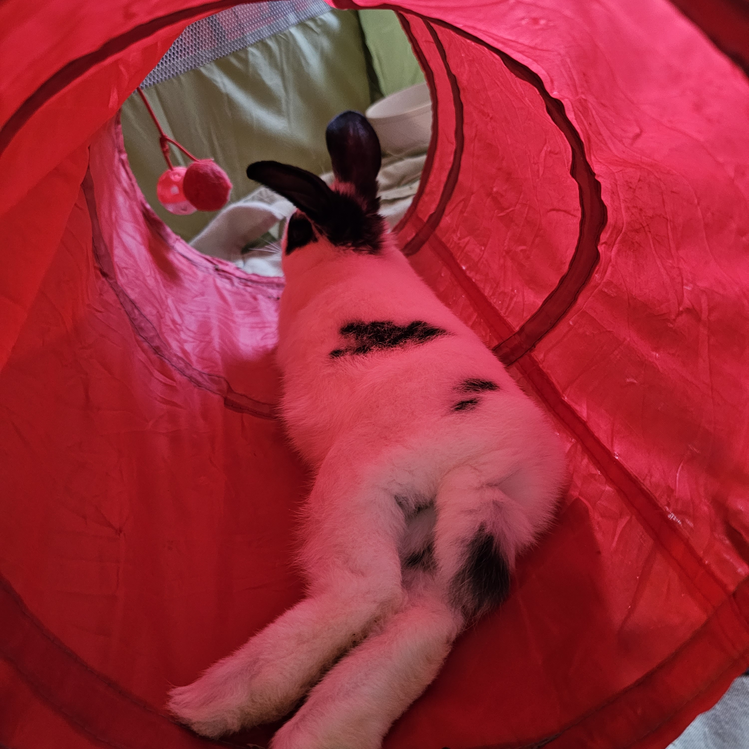 Enlarge Pumpkin, a Adopted mixed breed in Kanata, ON image 4/4