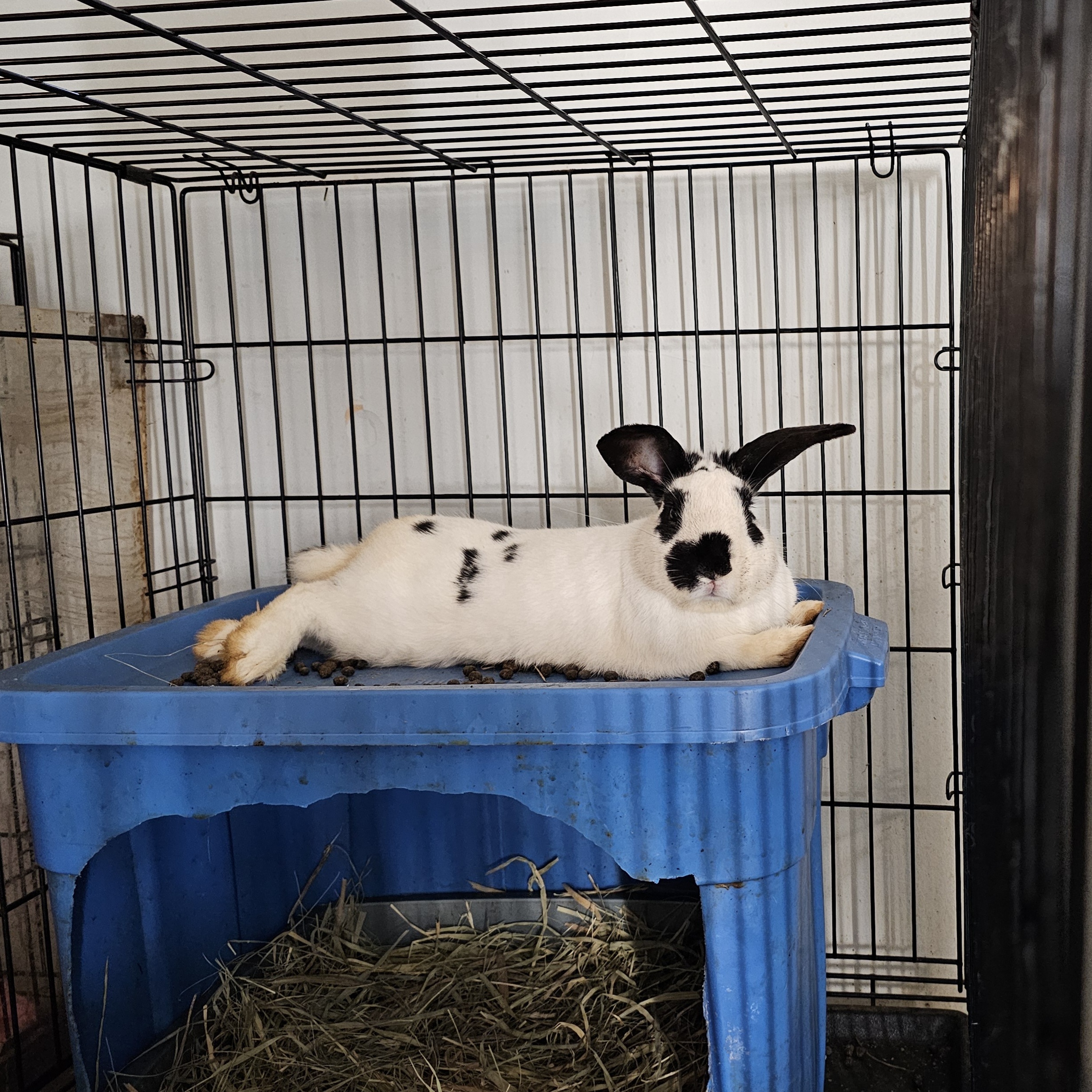 Enlarge Pumpkin, a Adopted mixed breed in Kanata, ON image 1/4