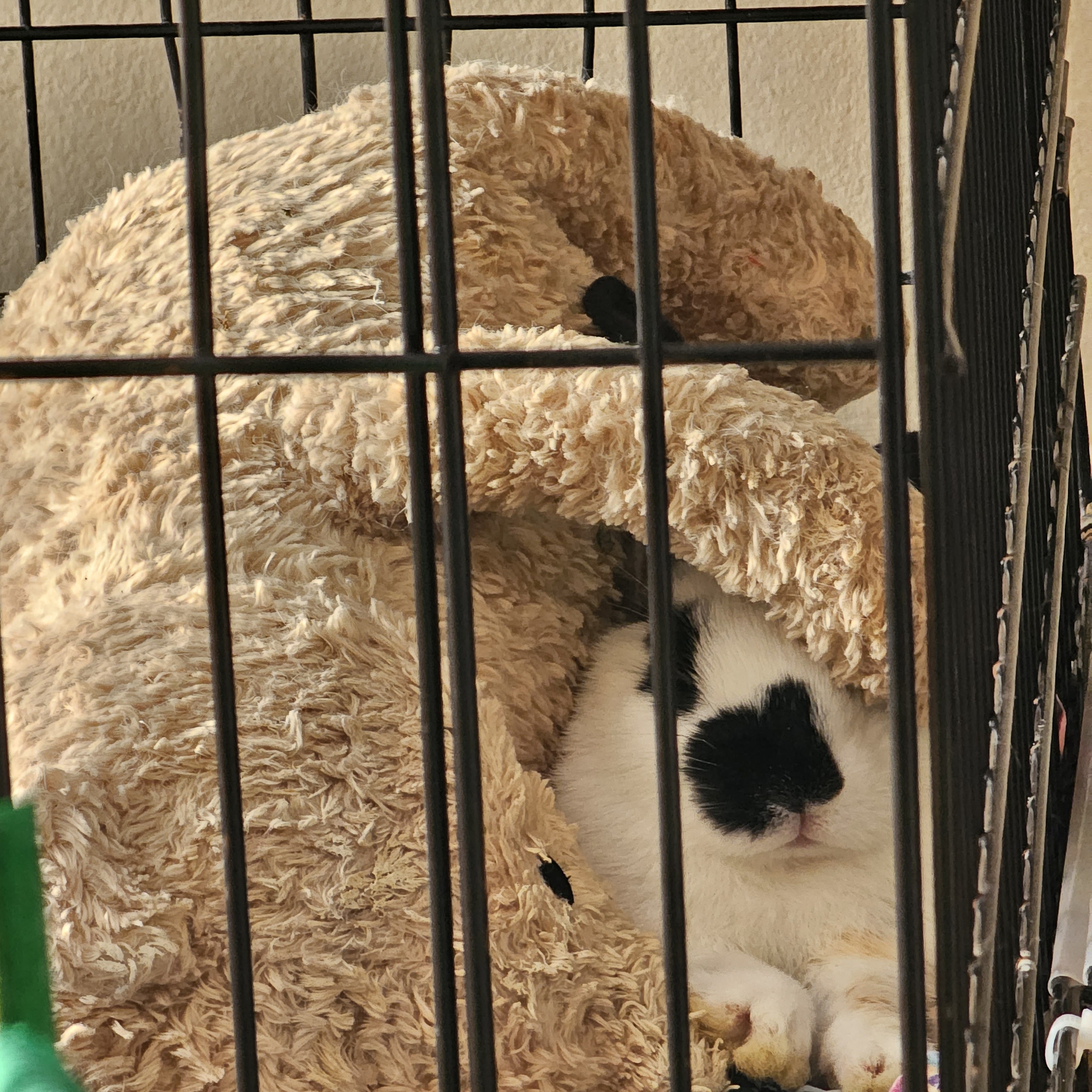 Enlarge Pumpkin, a Adopted mixed breed in Kanata, ON image 3/4