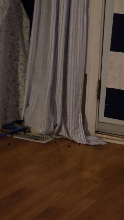 Enlarge Pumpkin, a Adopted mixed breed in Kanata, ON video 2/4